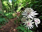 42 Astrantia major (Astranzia maggiore)